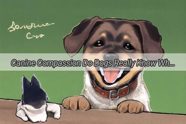 Canine Compassion Do Dogs Really Know When Youre Sad